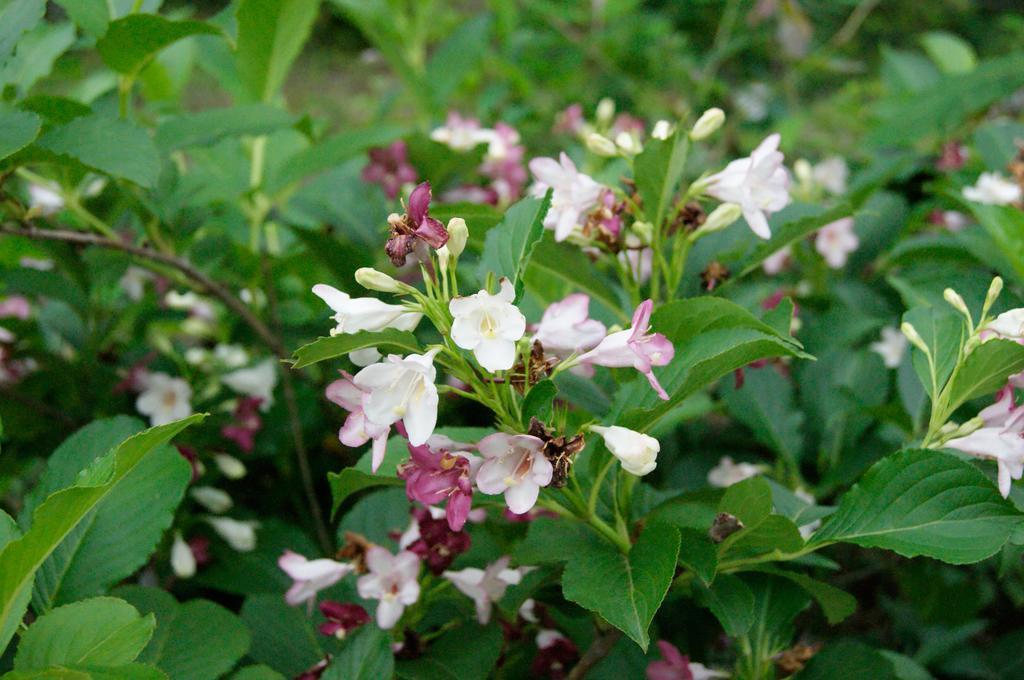 Отель Maple Inagawa Kawabe  Экстерьер фото